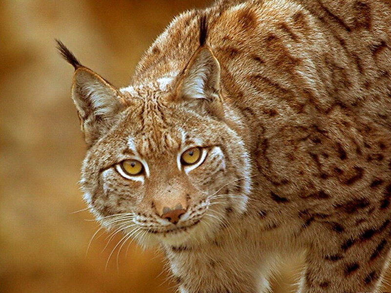 European Lynx
