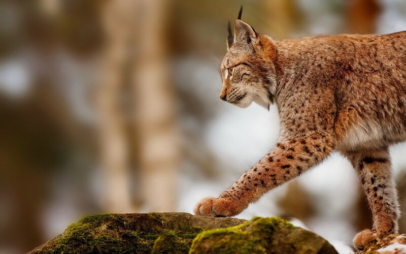European Lynx Walking — Brown, Alert