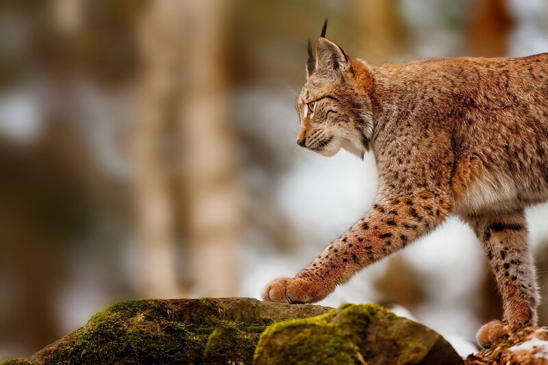 European Lynx Walking — Brown, Alert, Winter