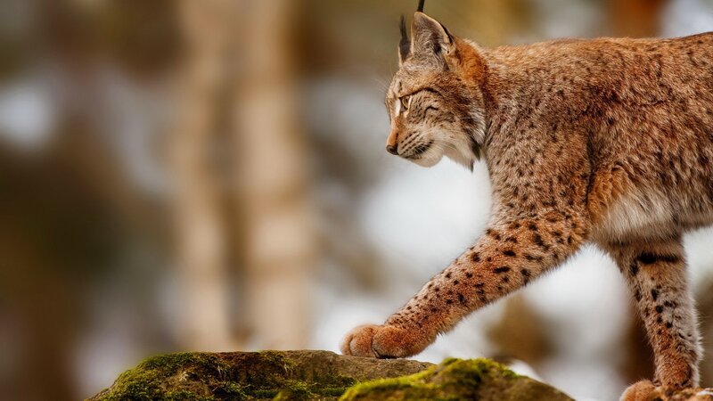 European Lynx Walking — Brown