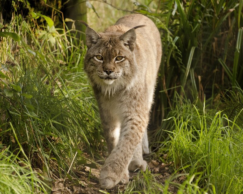 European Lynx Walking