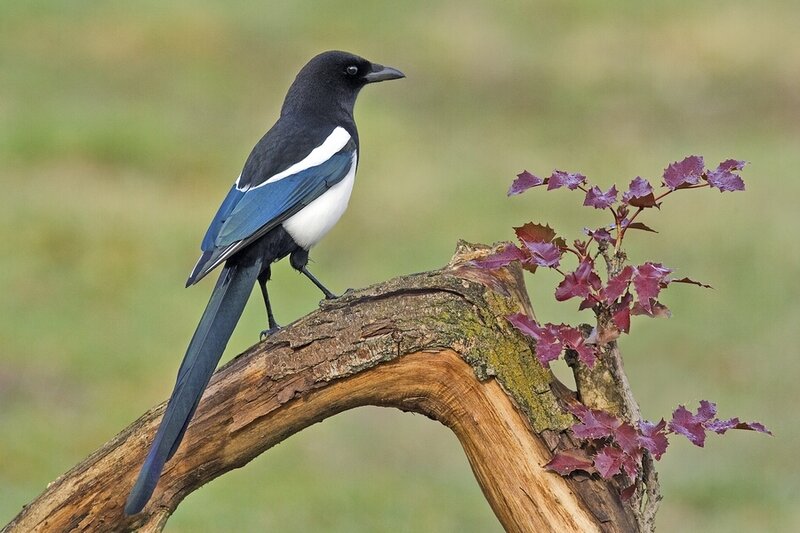 European Magpie on Branch