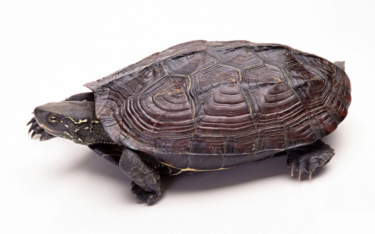 European pond turtle