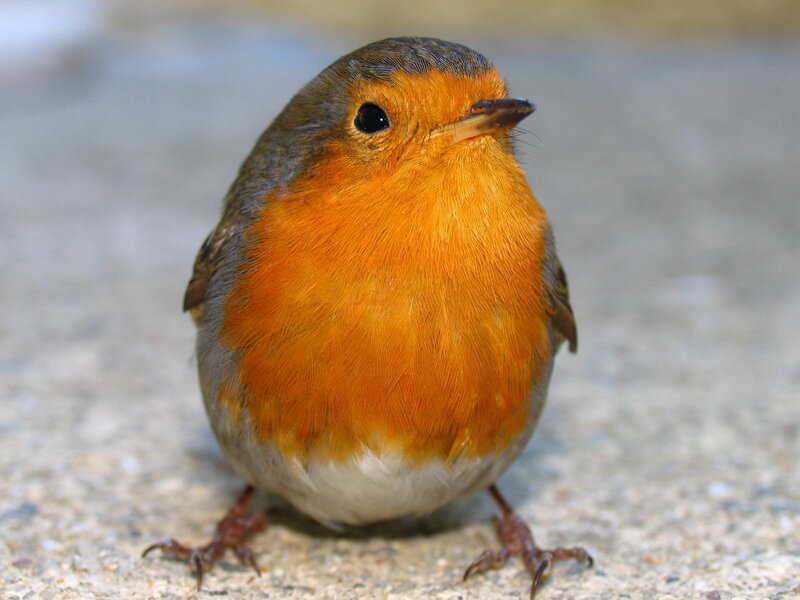 European Robin Bird