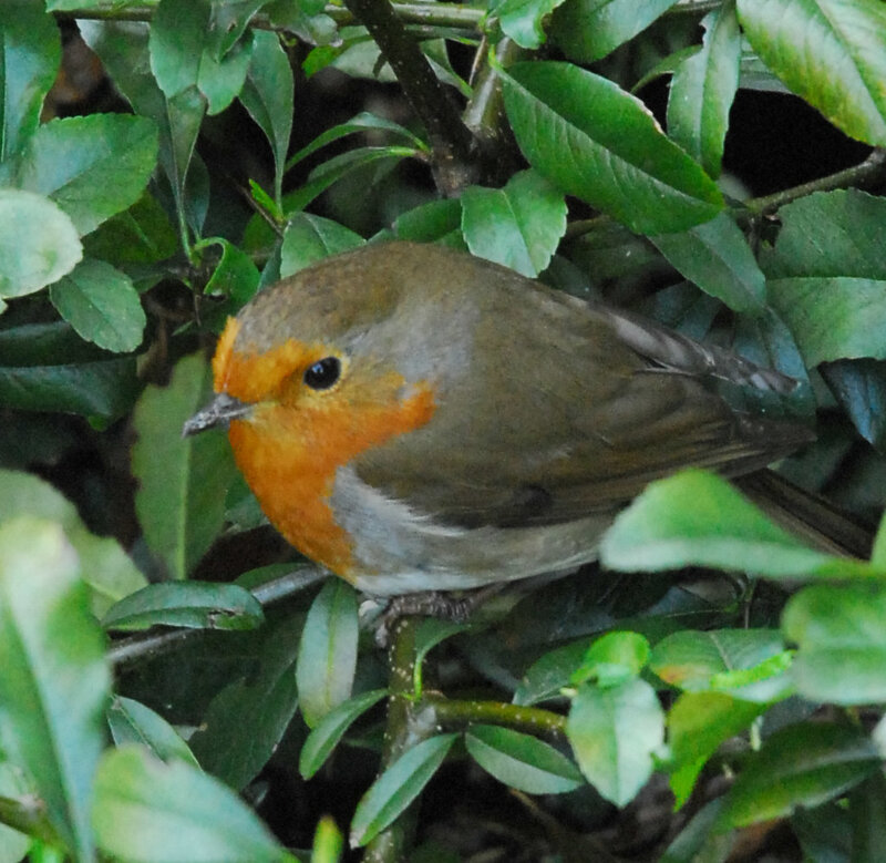 European Robin in Bush