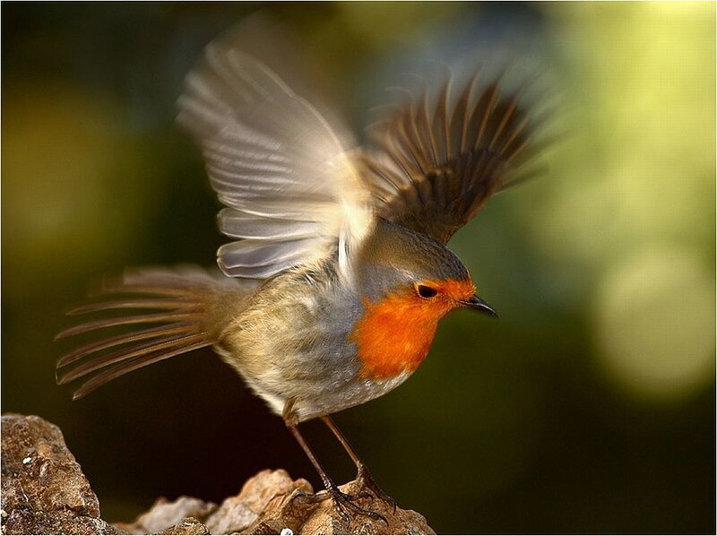 European Robin in Flight