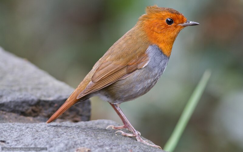 European robin on a rock
