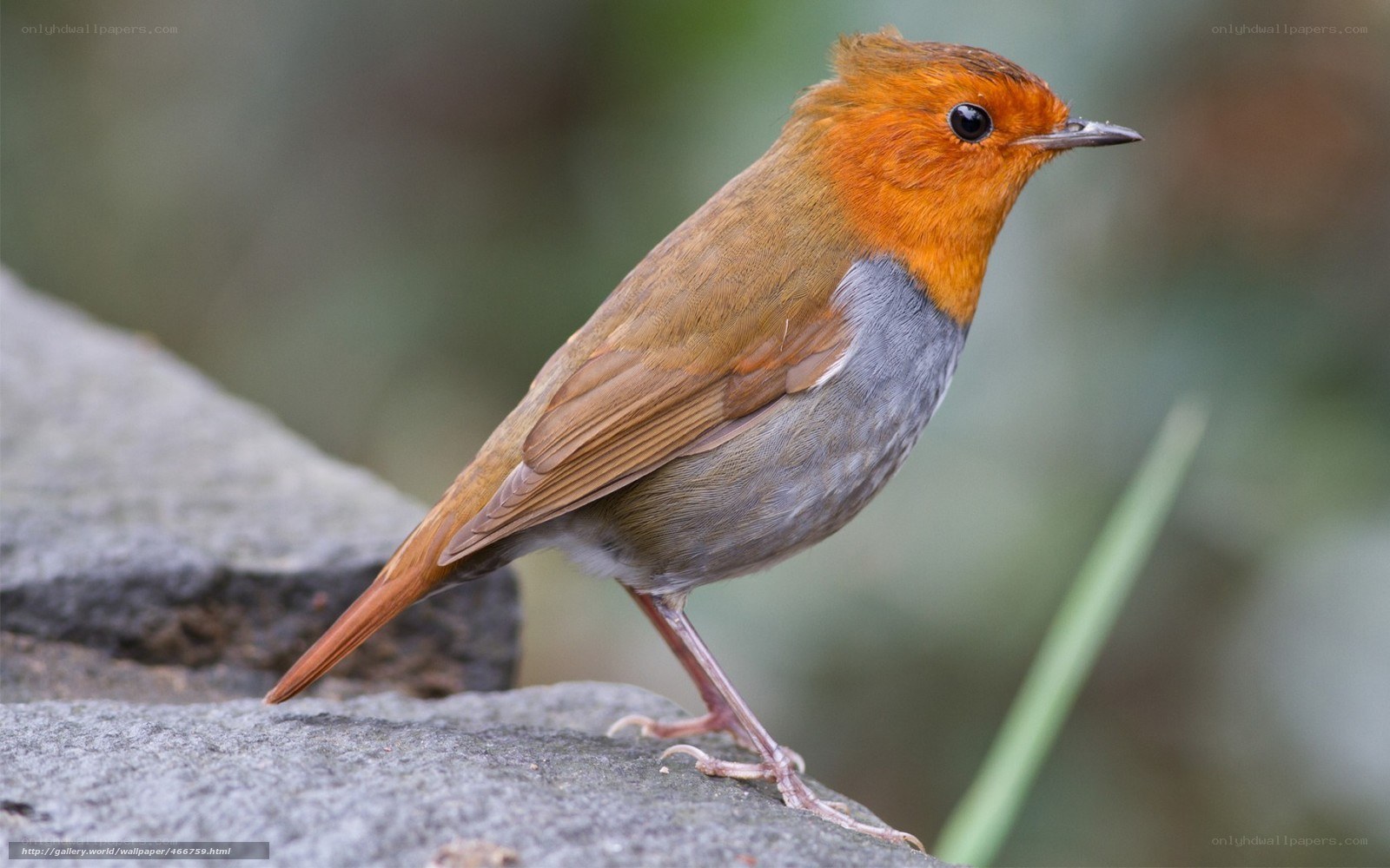 European robin on a rock