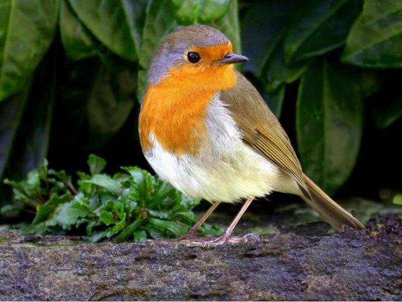European robin on a stone