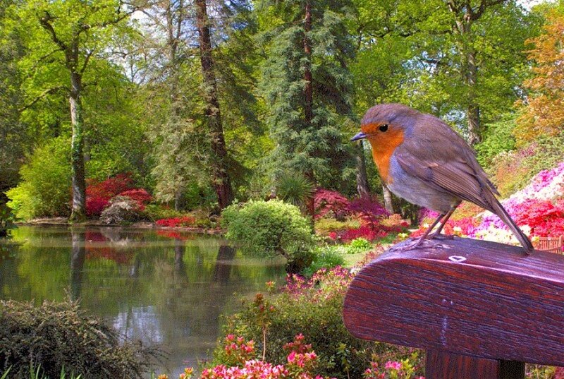 European Robin on Bench