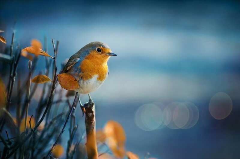 European Robin on Branch — Blue