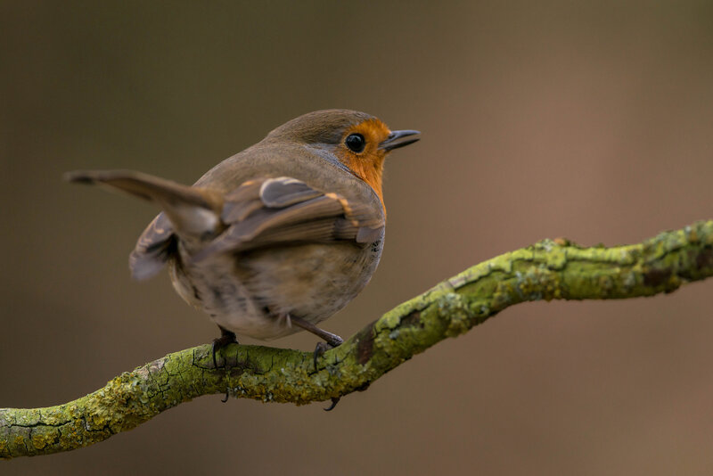 European Robin on Branch — Brown, Calm, Photograph, Lichen