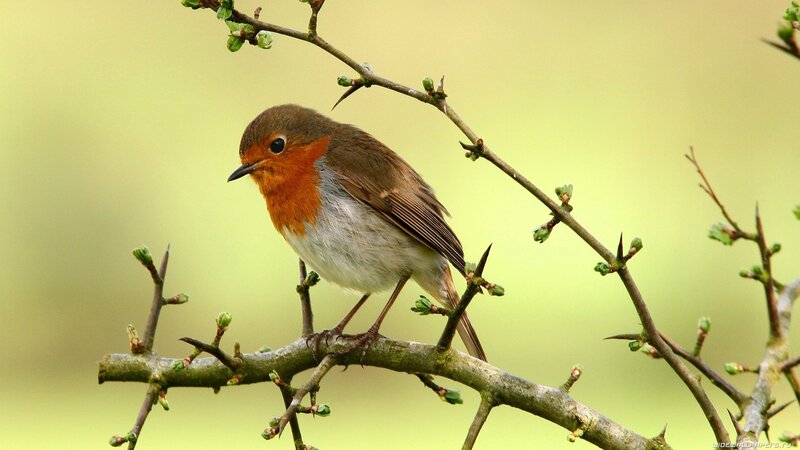 European Robin on Branch — Brown, Calm, Spring, Photograph, Bud, Green Background