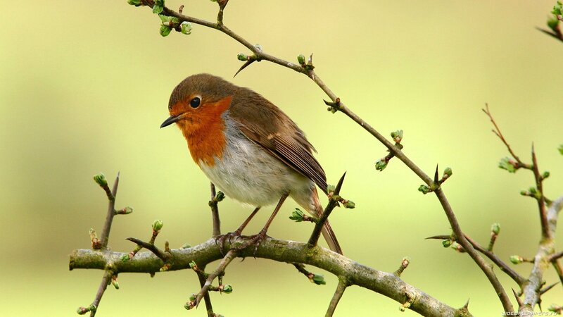European Robin on Branch — Brown, Calm, Spring, Photograph