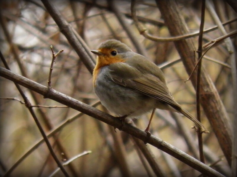 European Robin on Branch — Brown, Calm