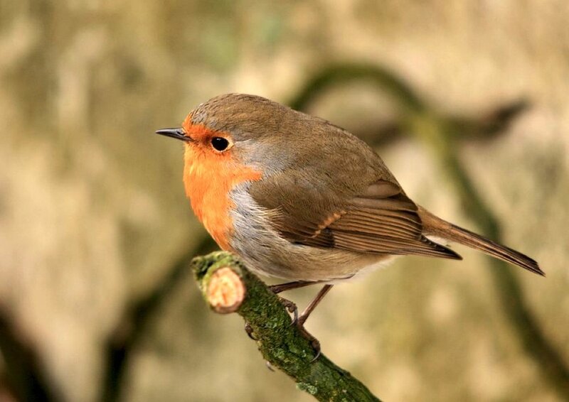 European Robin on Branch — Brown