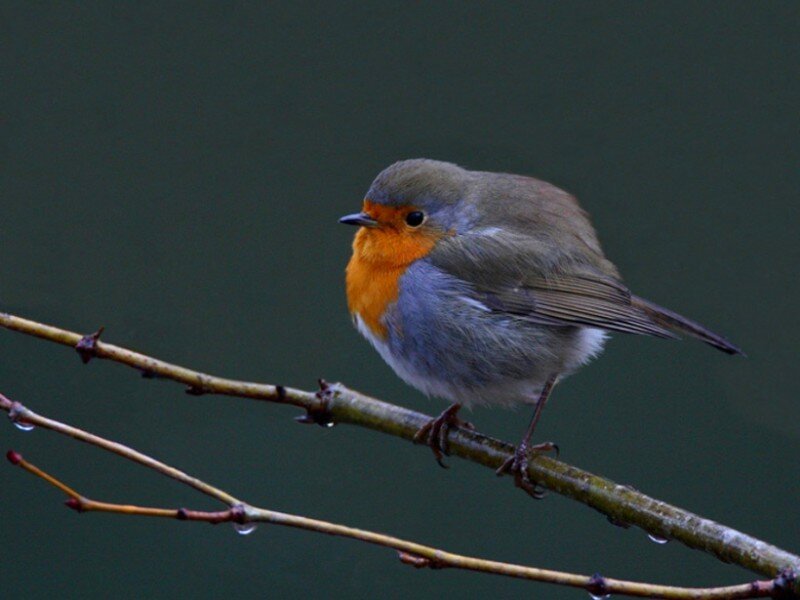 European Robin on Branch — Green, Calm