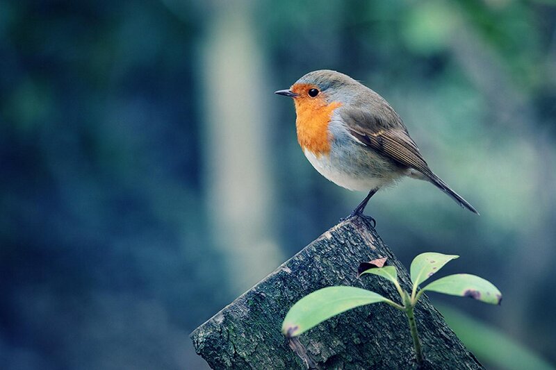 European Robin on Branch — Green, Serene