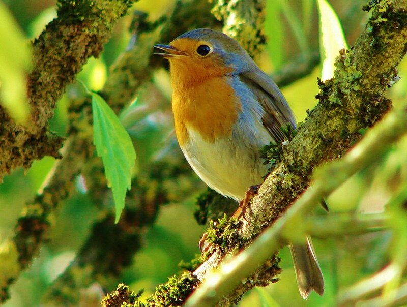 European Robin on Branch — Green