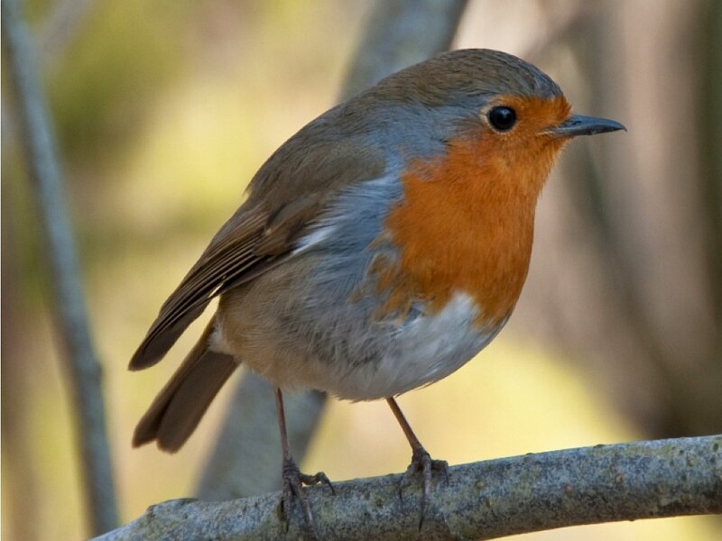 European Robin on Branch — Orange, Calm, Autumn, Photograph