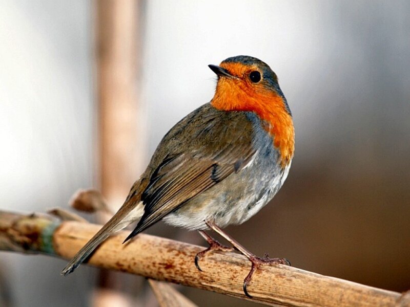 European Robin on Branch — Orange, Calm, Photograph, Brown