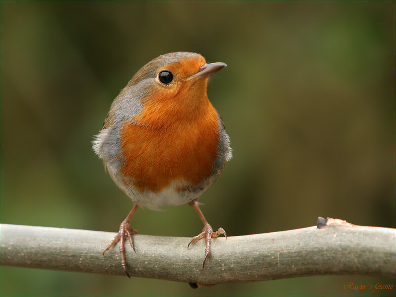 European Robin on Branch — Orange, Calm, Photograph, Forest