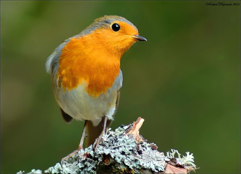 European Robin on Branch — Orange, Calm, Photograph, Lichen
