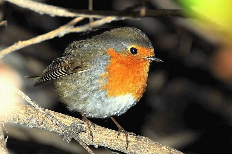 European Robin on Branch — Orange, Calm