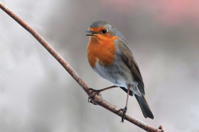 European Robin on Branch — Orange, Calm, Winter