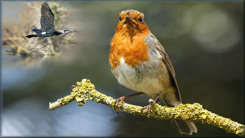 European Robin on Branch — Orange, Natural