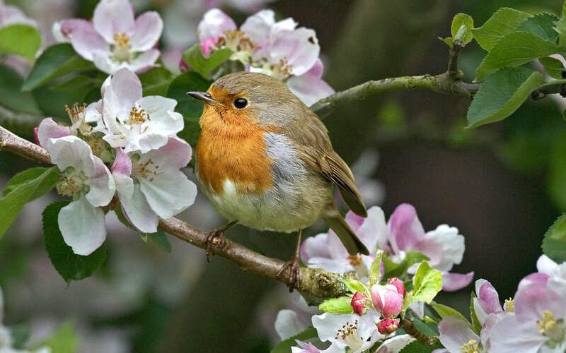 European Robin on Branch — Orange, Serene, Spring