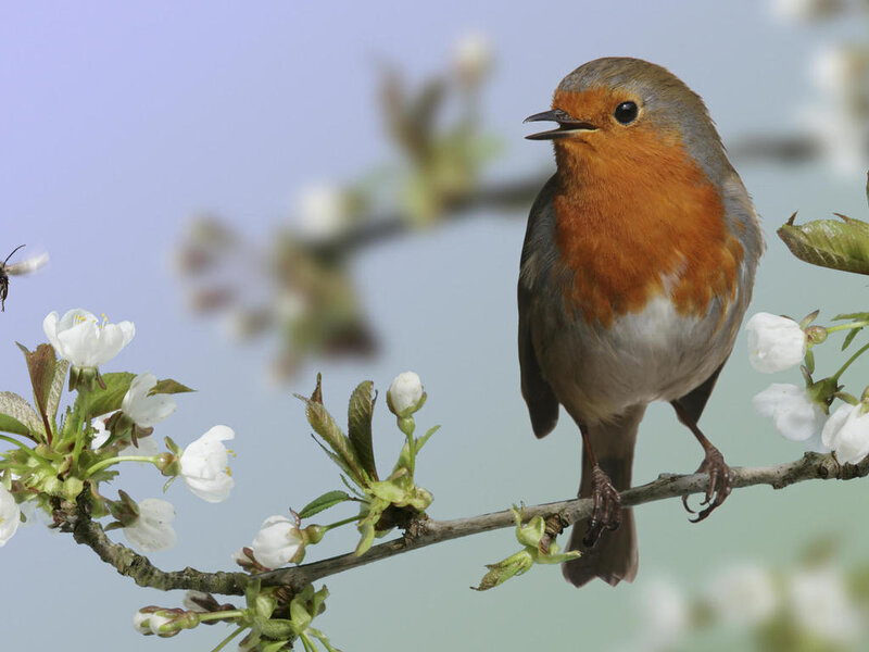European Robin on Branch — Orange, Serene
