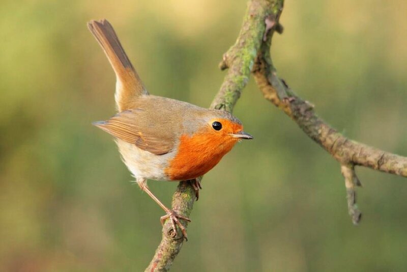 European Robin on Branch — Orange