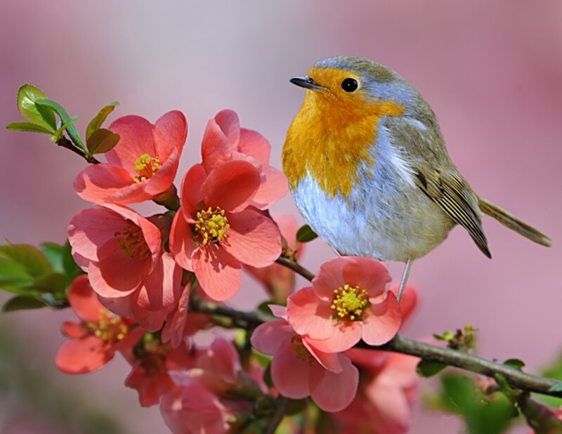 European Robin on Branch — Pink, Serene