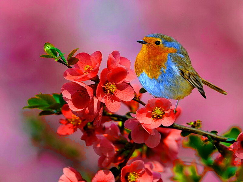 European Robin on Branch — Pink