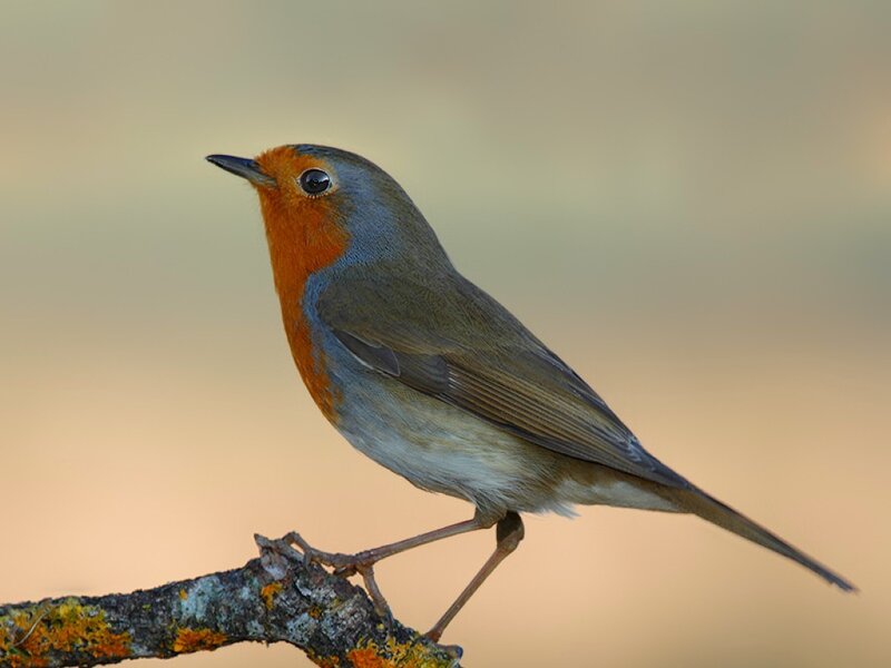 European Robin on Branch