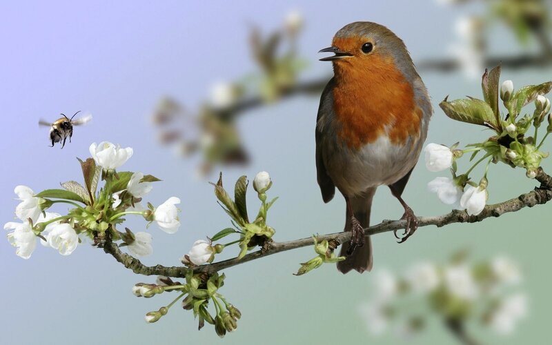 European Robin on Branch — White, Serene