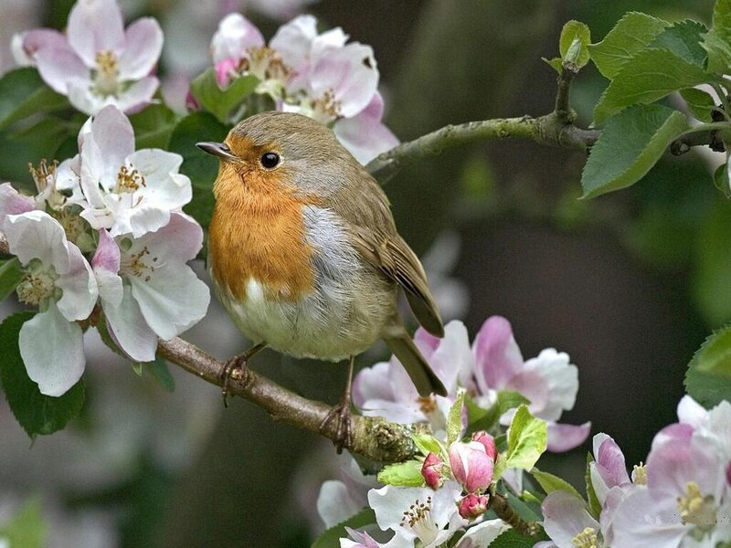 European Robin on Branch — White