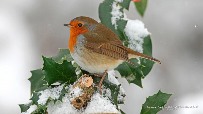European Robin on Holly