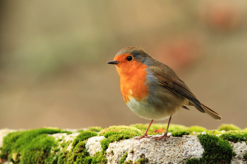 European Robin on Moss — Green