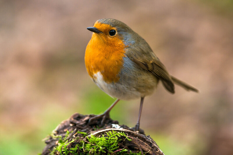 European Robin on Moss — Orange