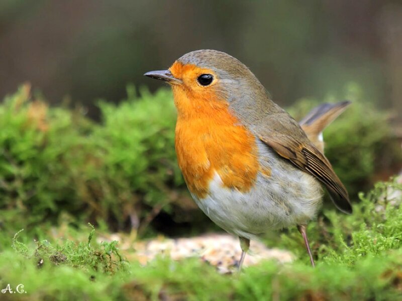 European Robin on Moss