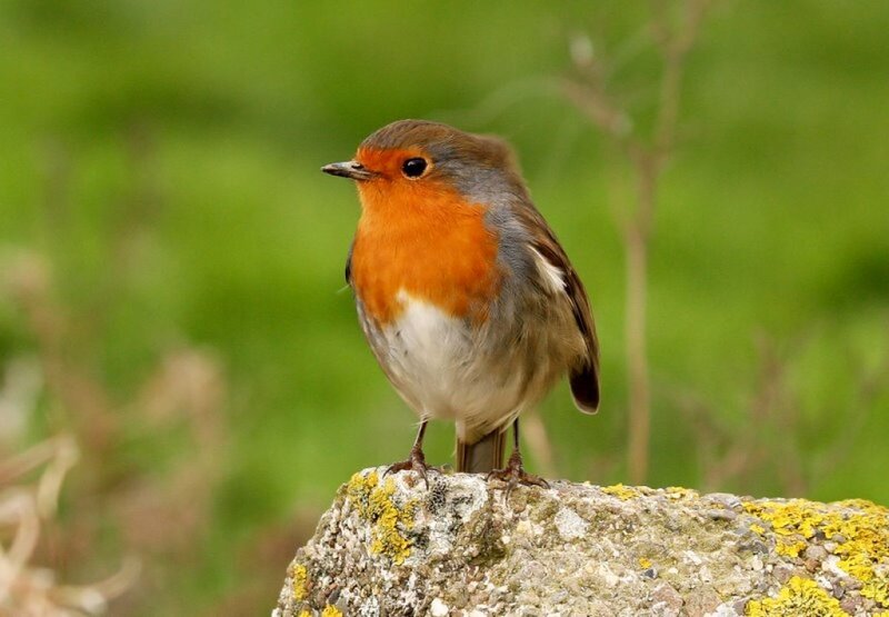 European Robin on Rock