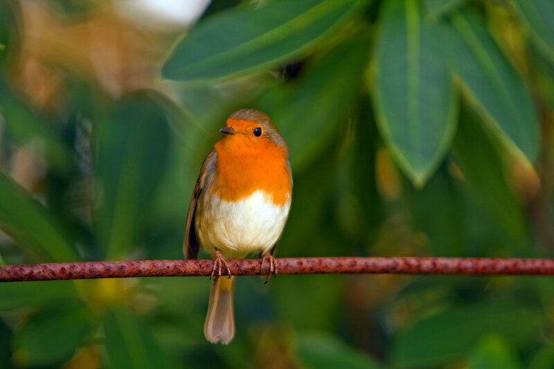 European Robin on Wire