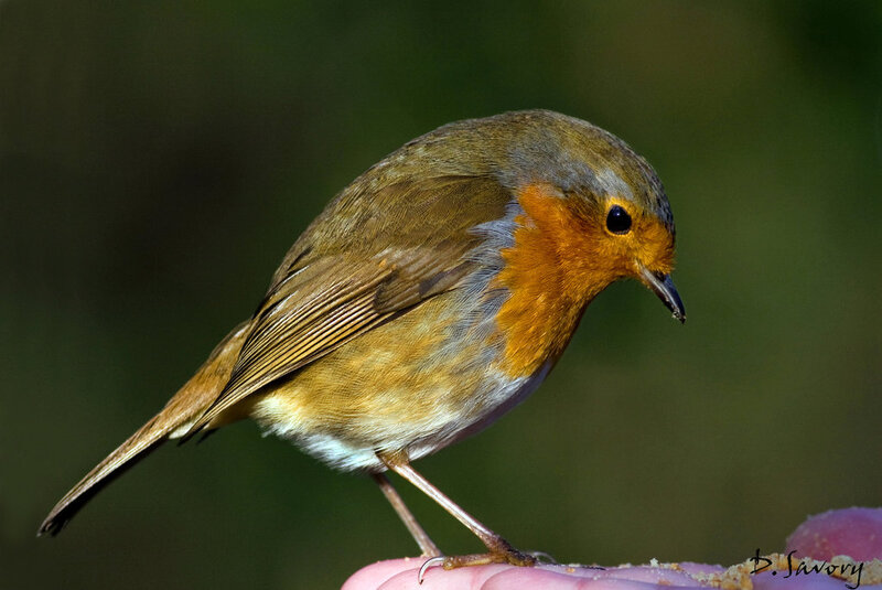 European Robin Perched — Brown, Calm