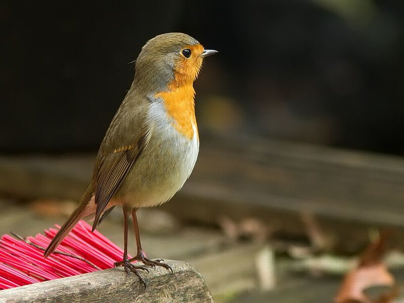 European Robin Perched — Brown