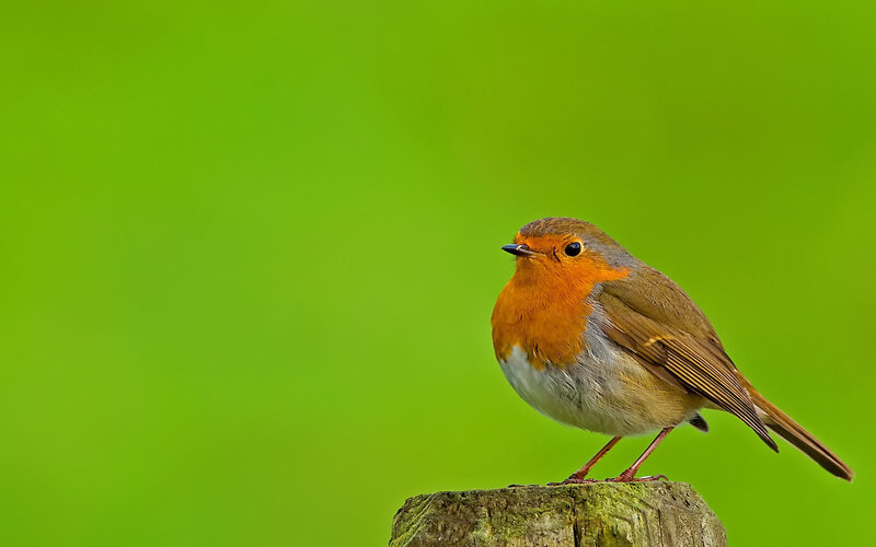 European Robin Perched — Green, Calm