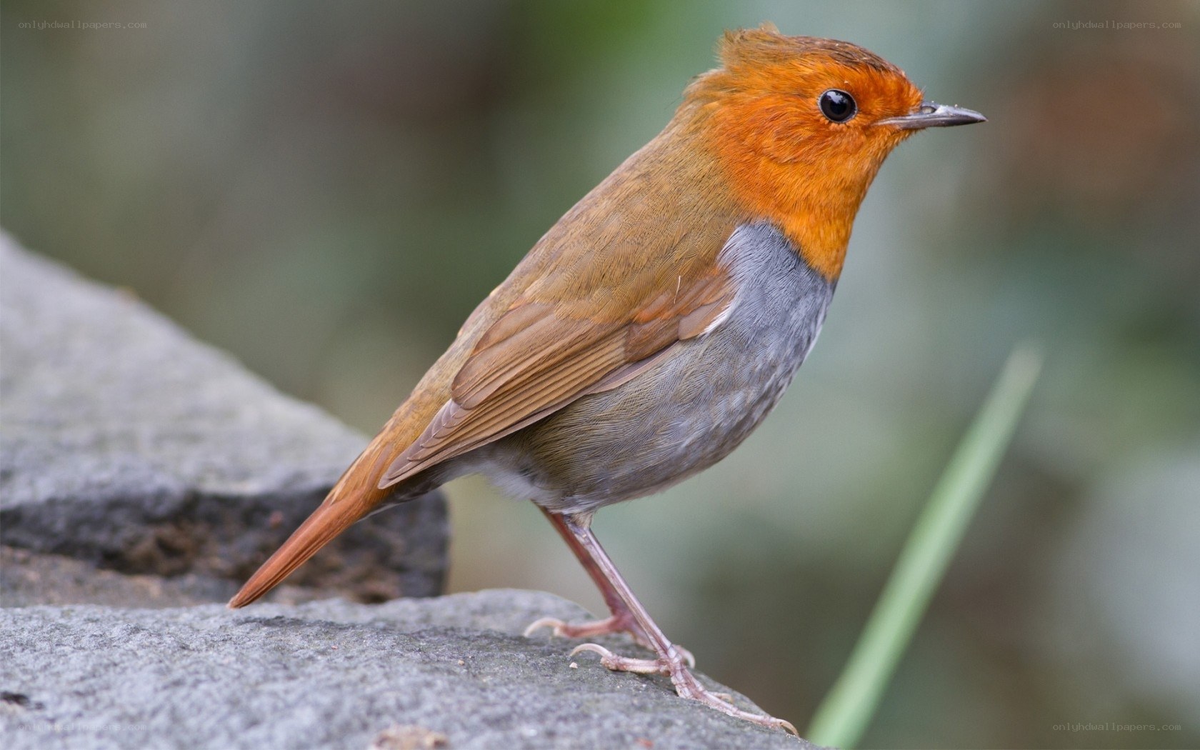 European robin perched on rock