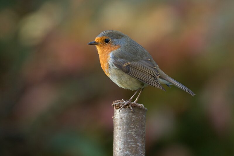 European Robin Perched — Orange, Calm, Autumn