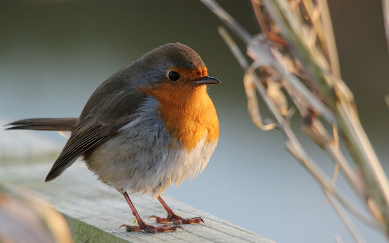 European Robin Perched — Orange, Calm